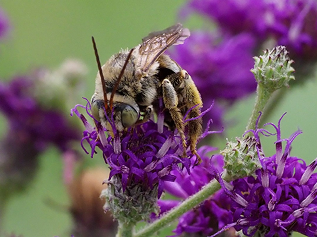 Mellissodes, Long horn bee
