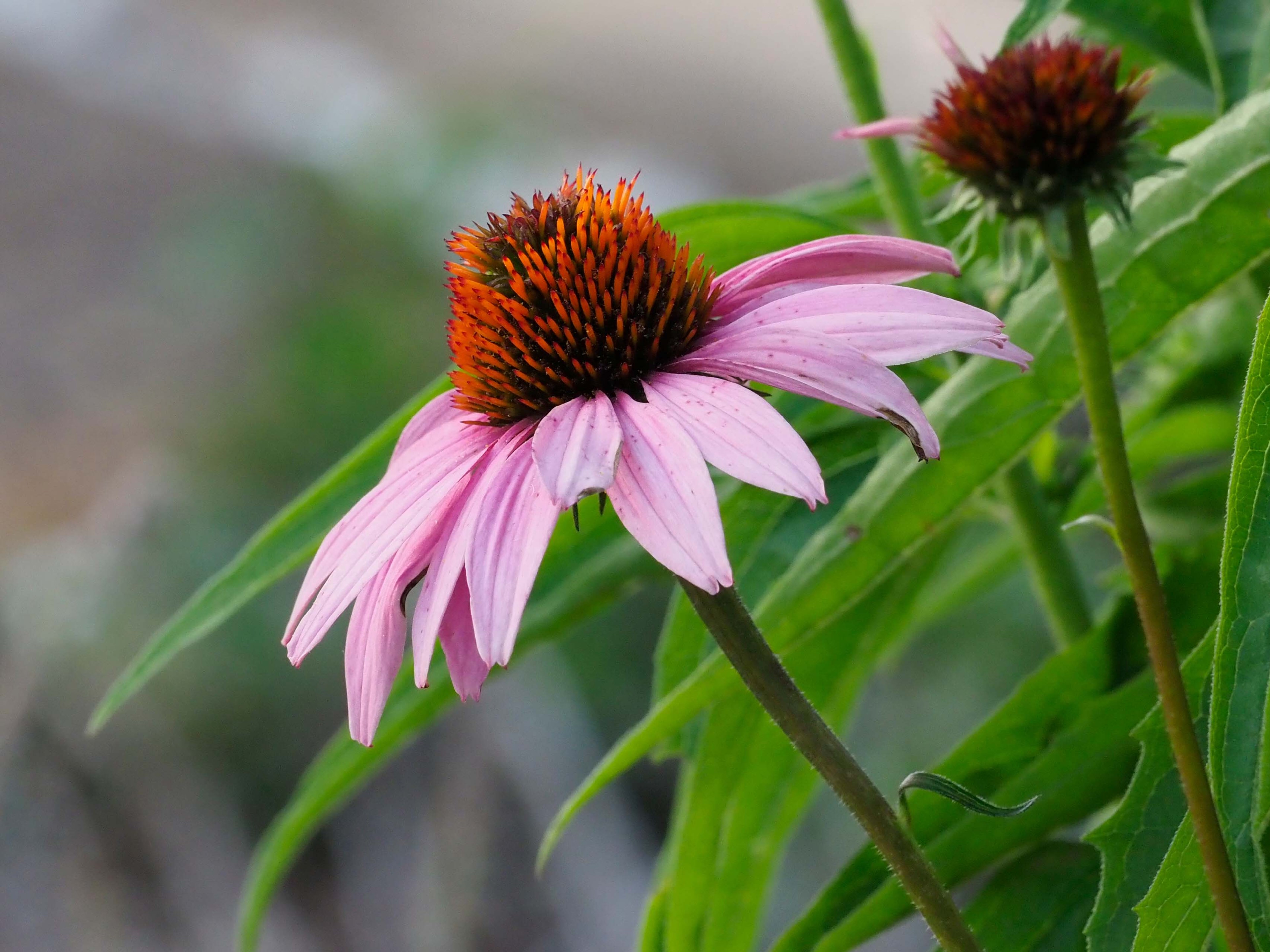 Echinacea simulata