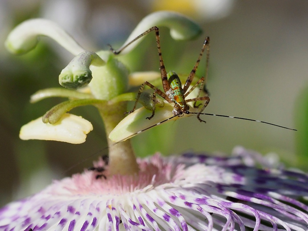 Skudder's Bush Katydid