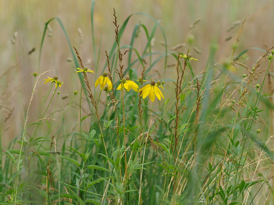 Grassland with Sorghastrum nutans