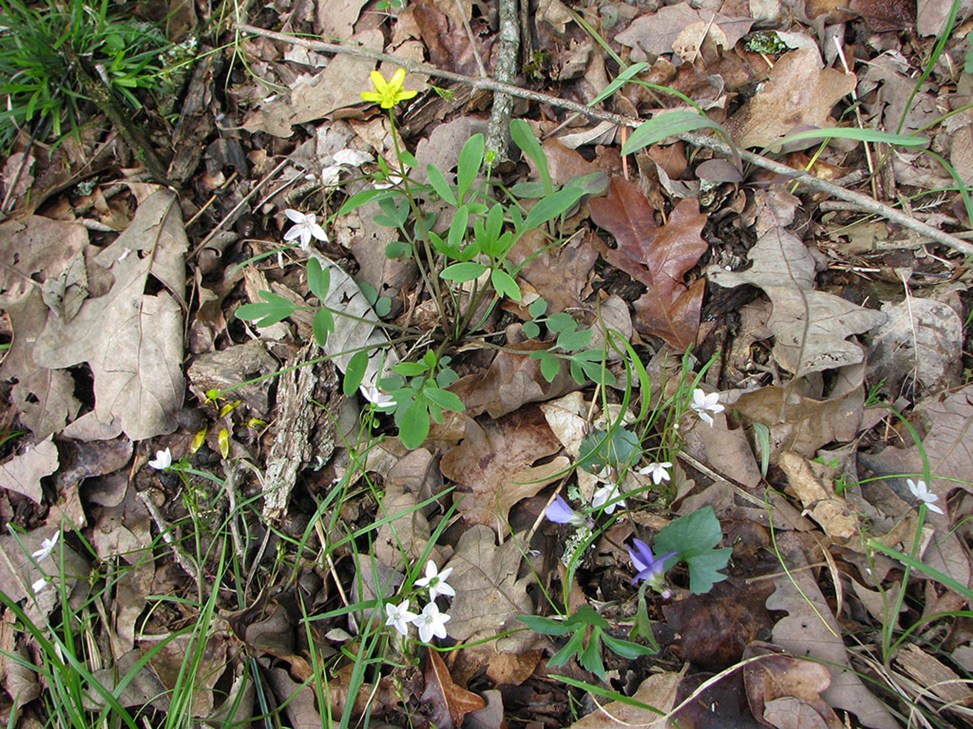 Spring beauty, Bristly buttercup, Cleft violet