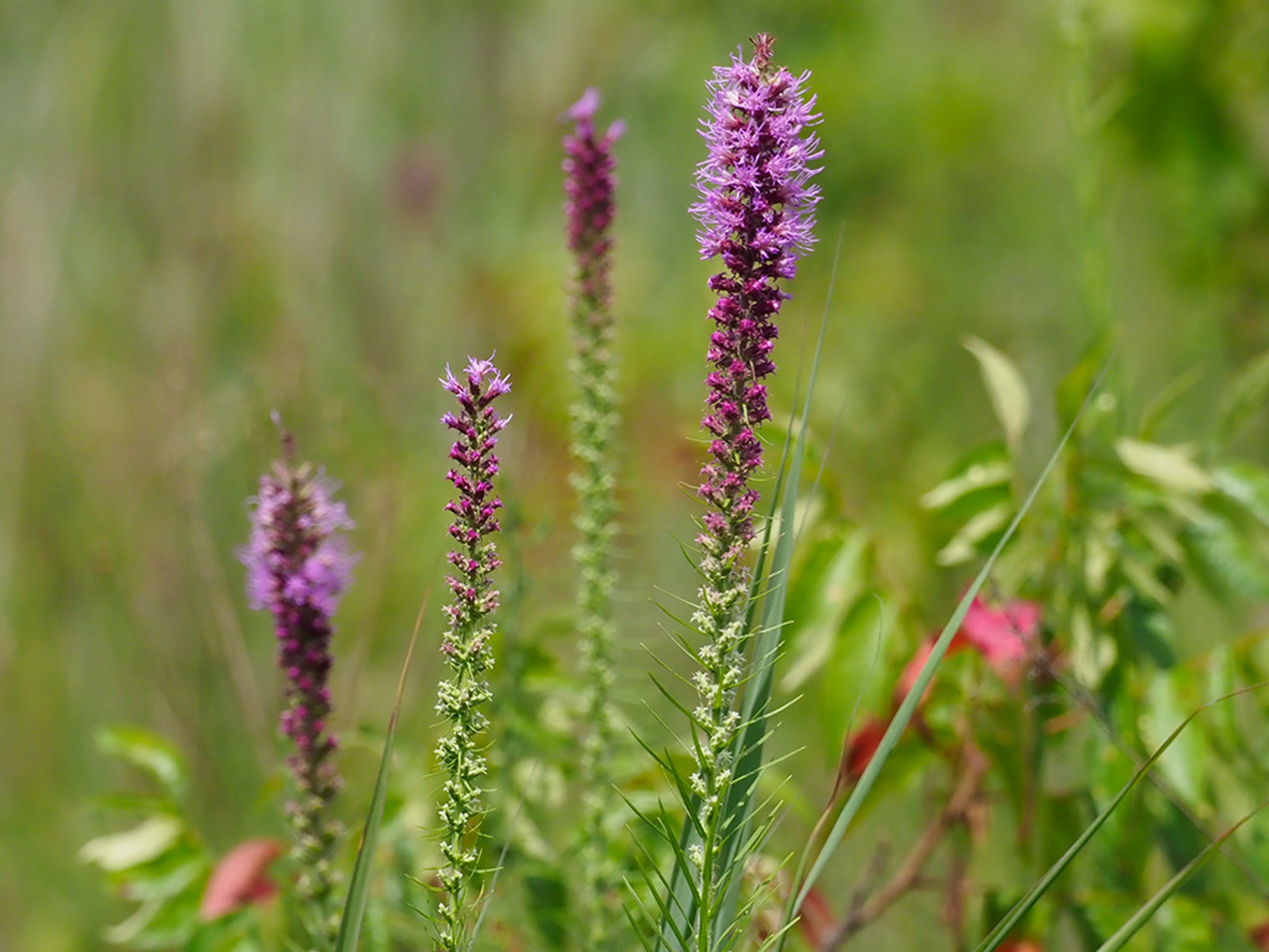 Liatris pycnostachya