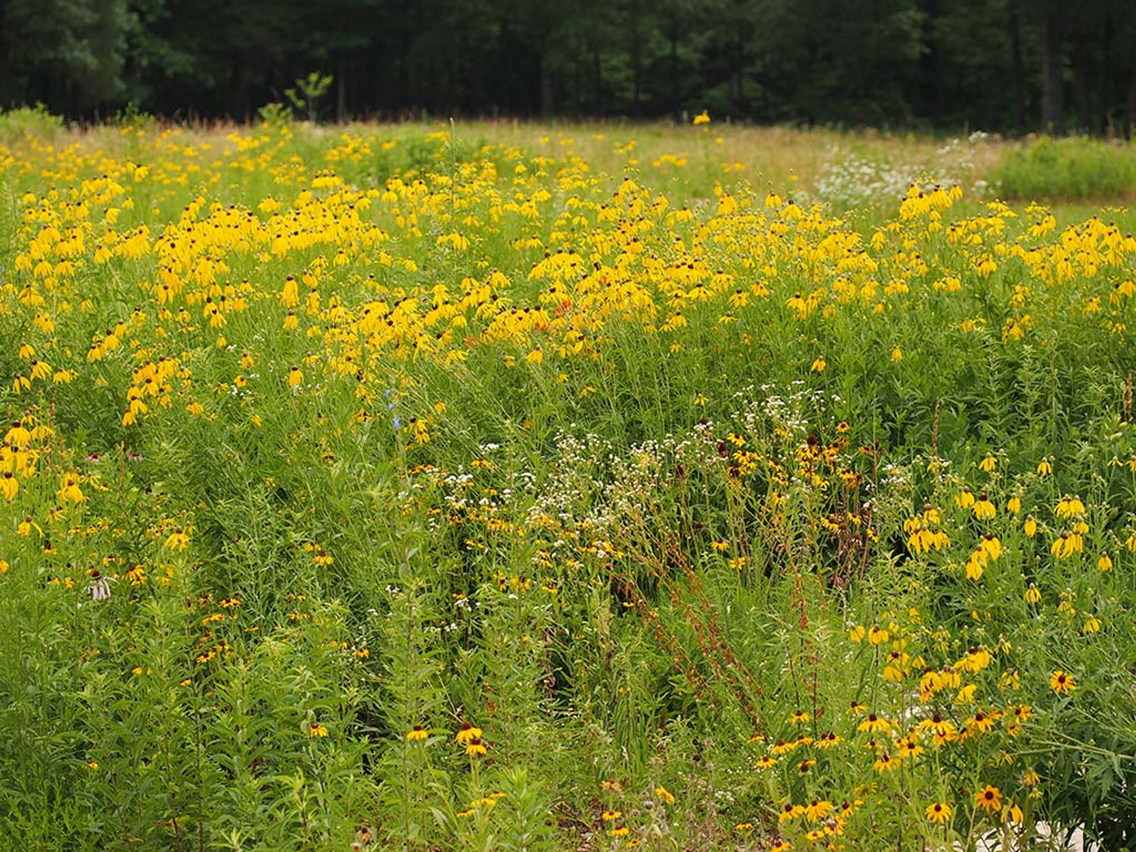 Huge mass of Gray-headed coneflowers