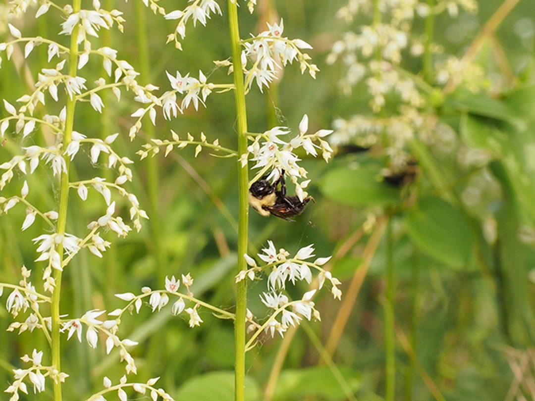 Brown-belted Bumblebee