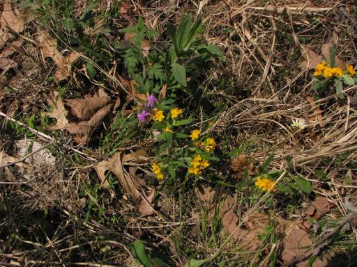 Glandularia canadensis