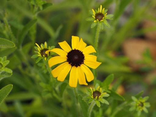 Buds and flower