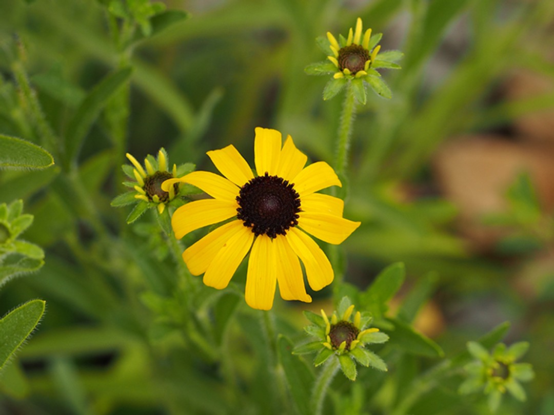Buds and flower