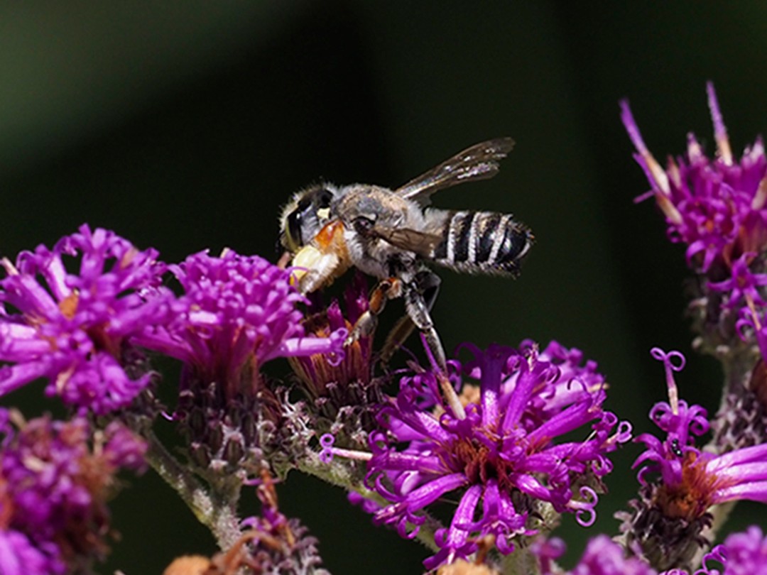 Genus Megachile