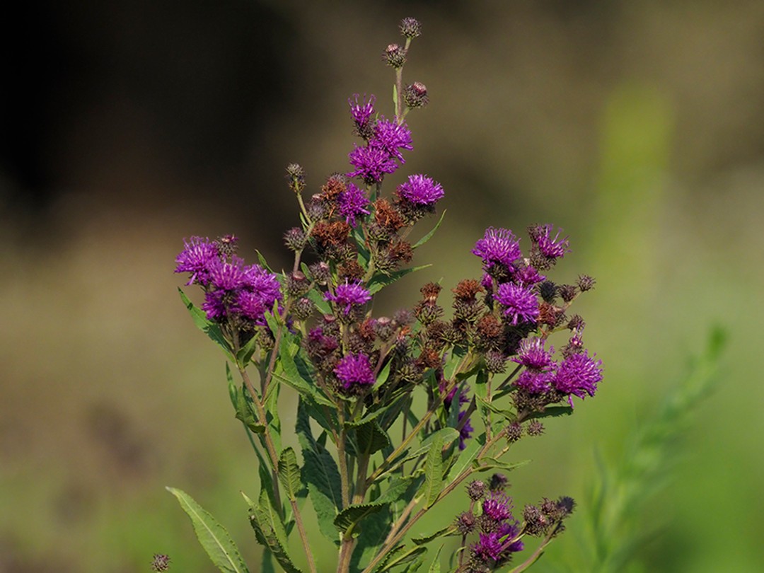 Flowers at top of plant