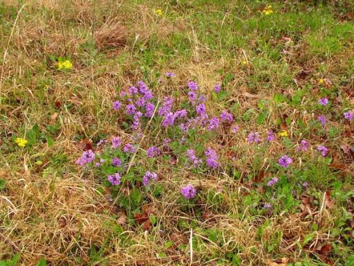 Packera tomentosa