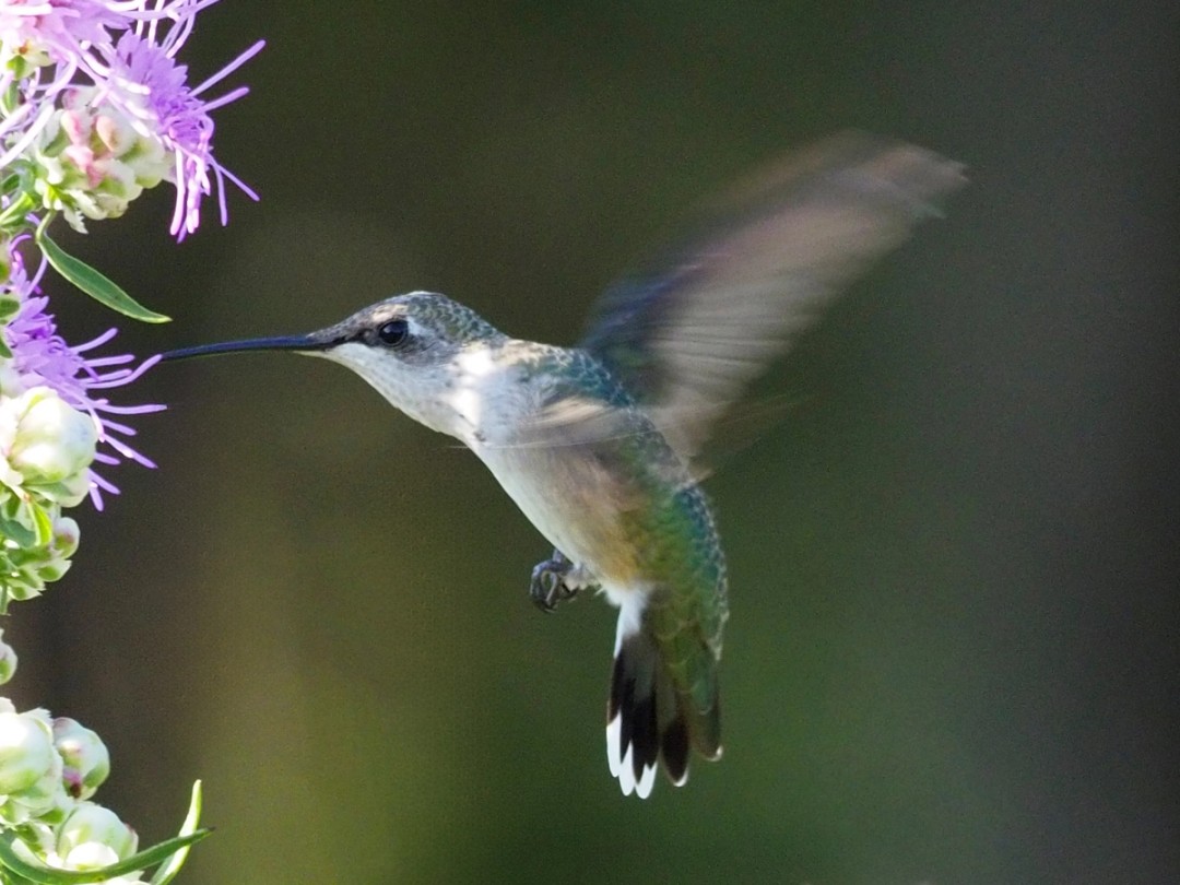 Ruby Throated Hummingbird