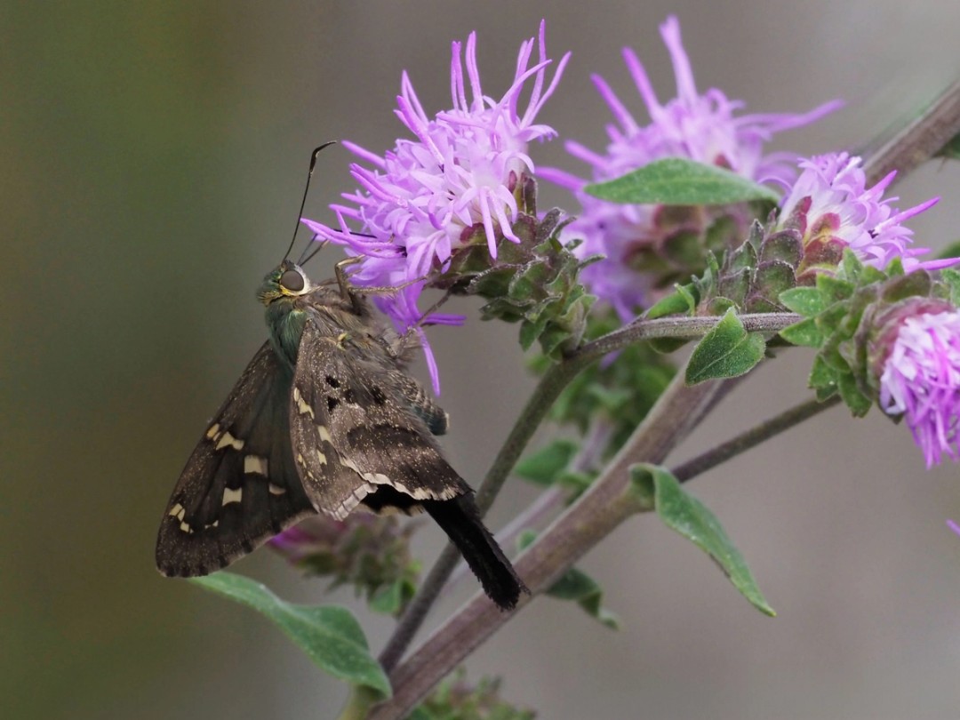Long-tailed skipper
