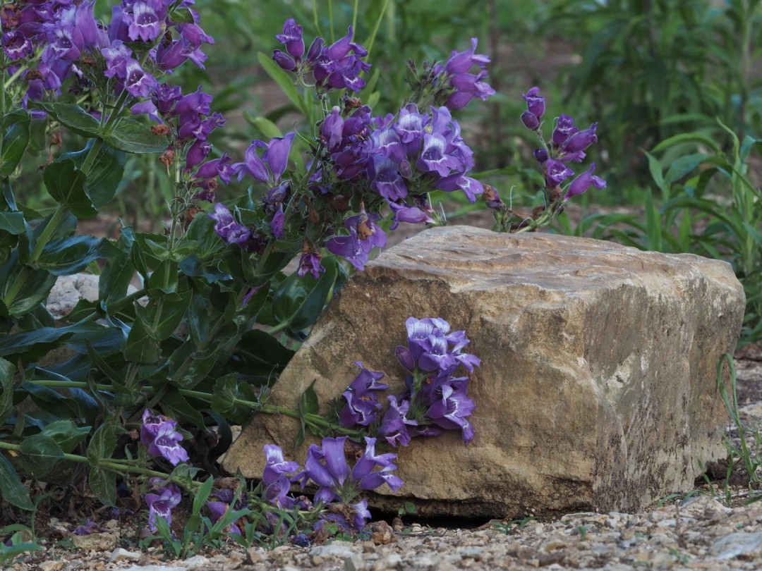 Leaning on stone after a rain