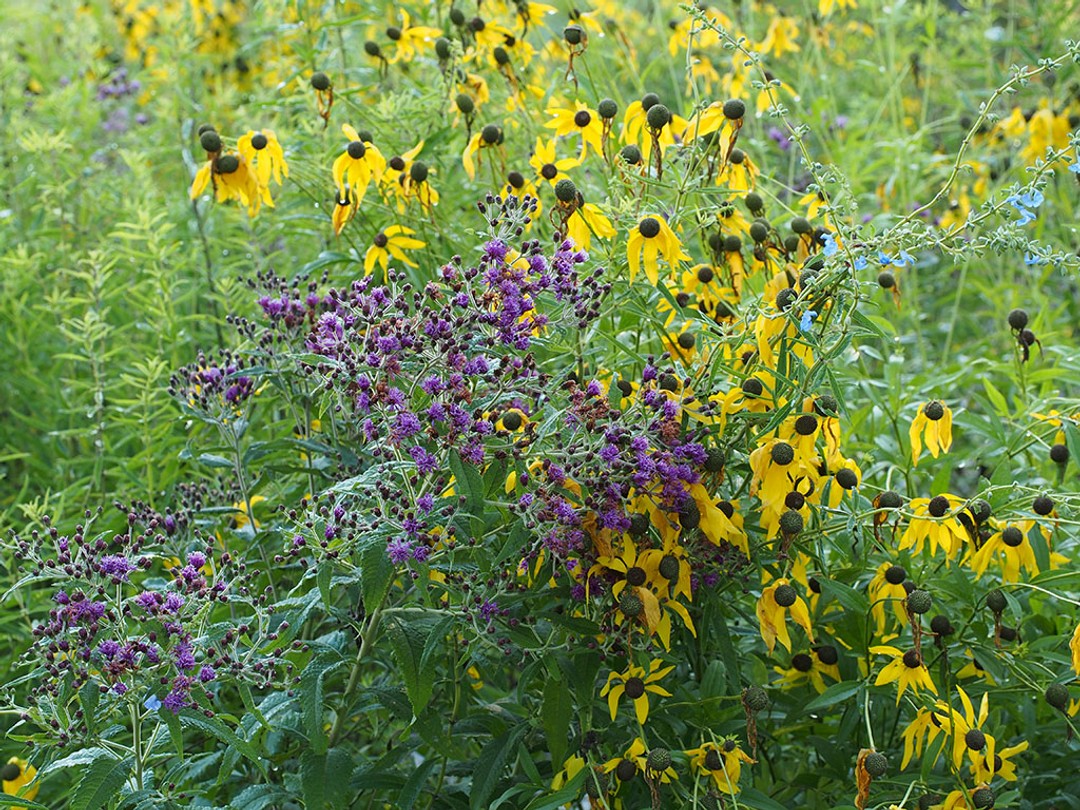 with Vernonia baldwinii and Salvia azurea