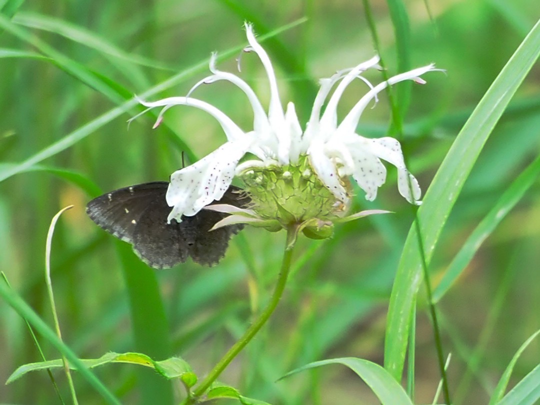 Northern cloudywing