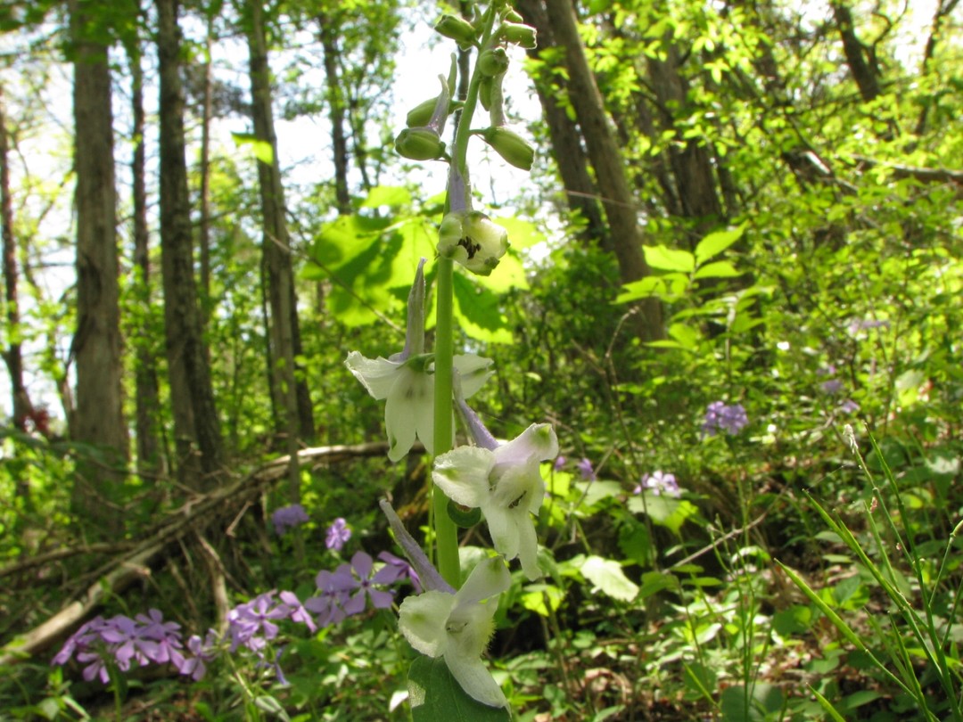 with Phlox divaricata