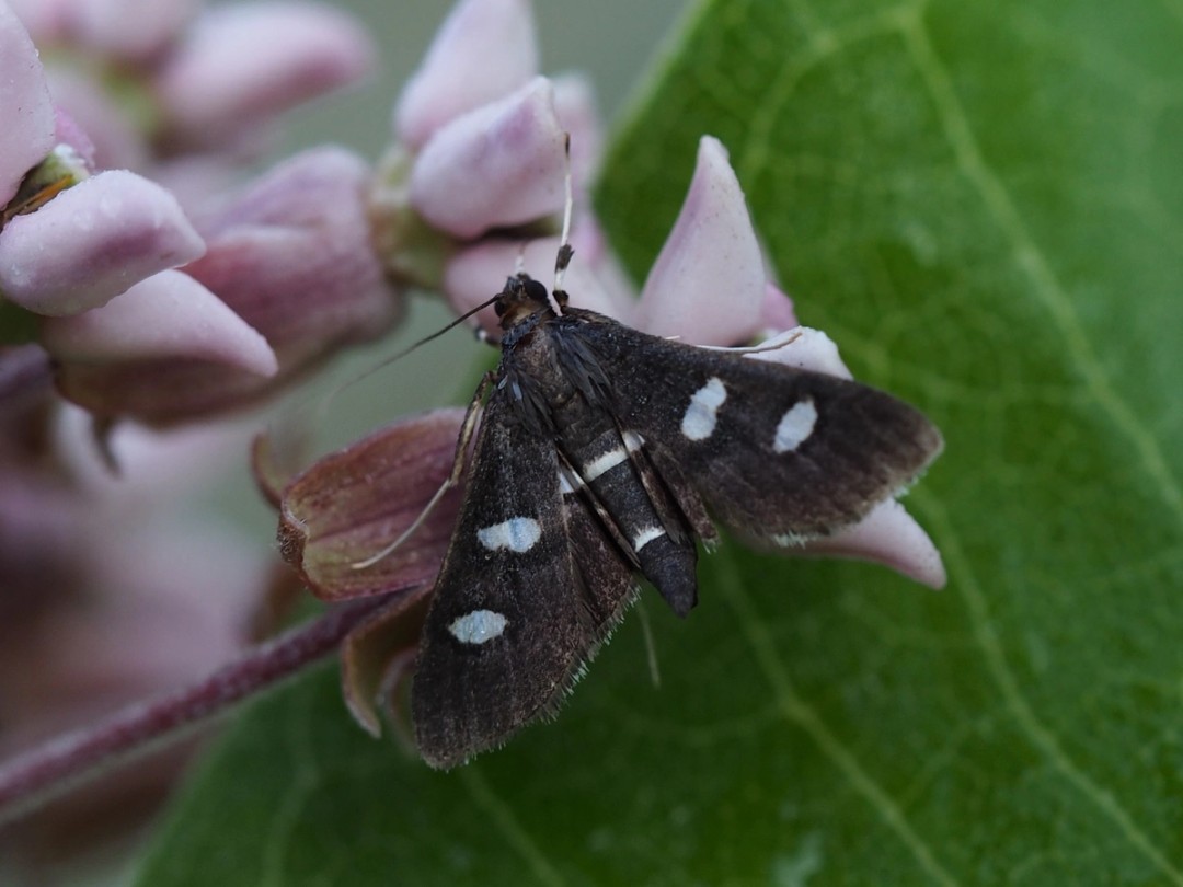 Genus Desmia