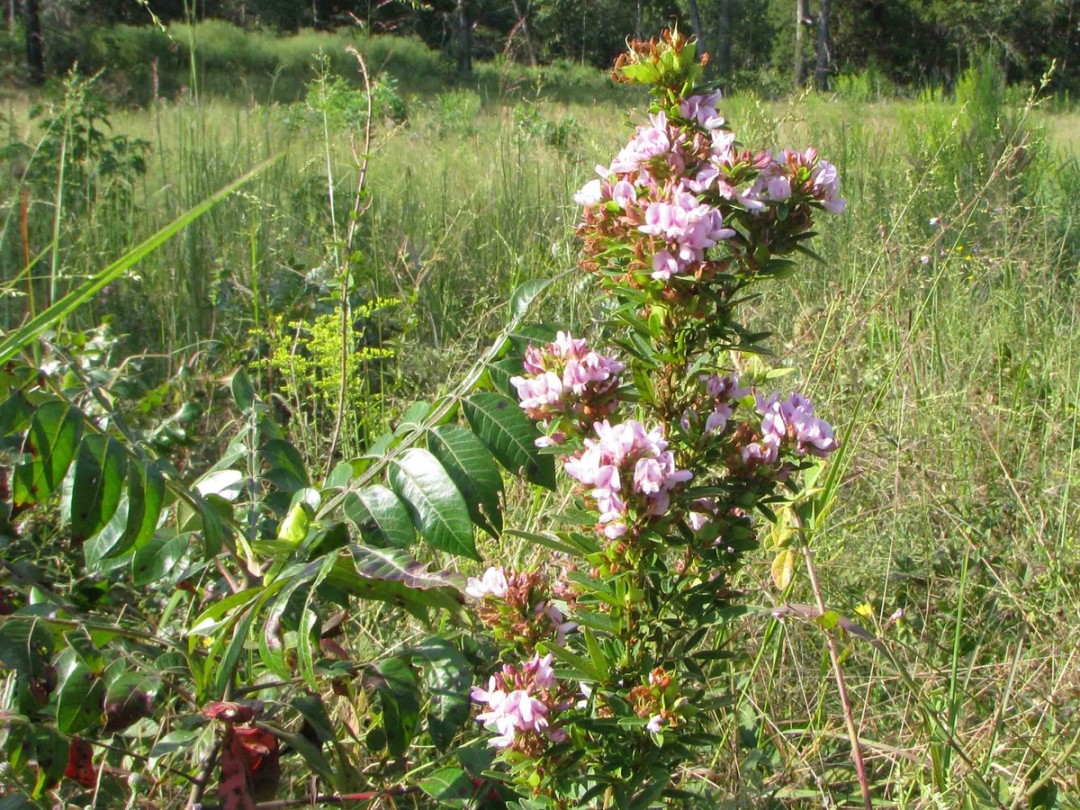 with Rhus copallinum 