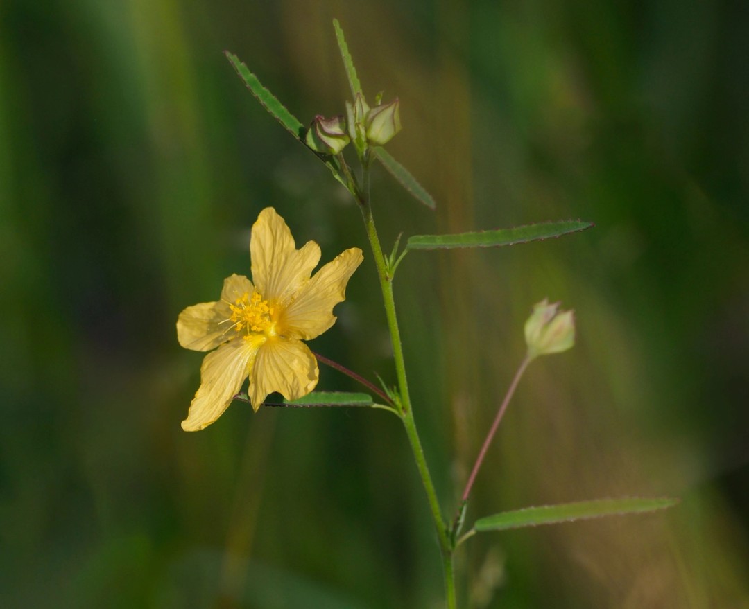 Elliott's fanpetals (Sida elliottii)
