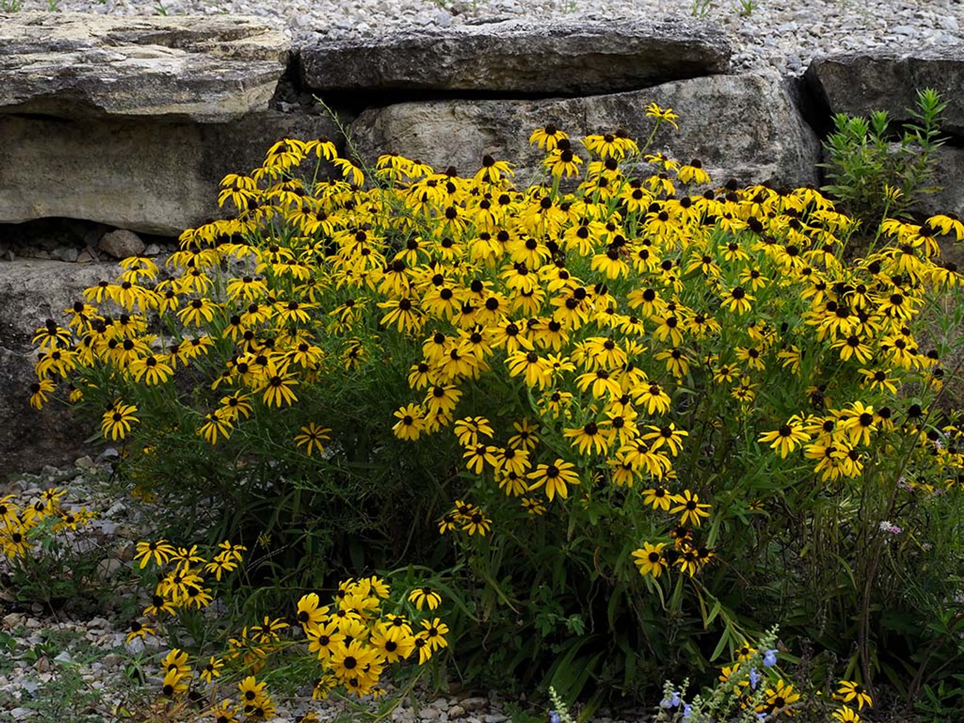 Mass of flowers
