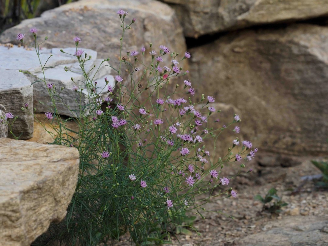 Blooming by a low stone wall
