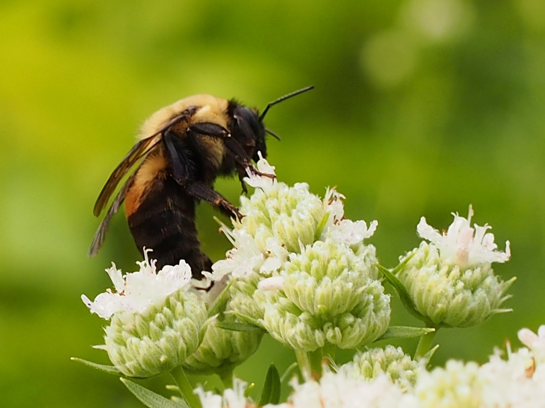 Brown-belted Bumble Bee