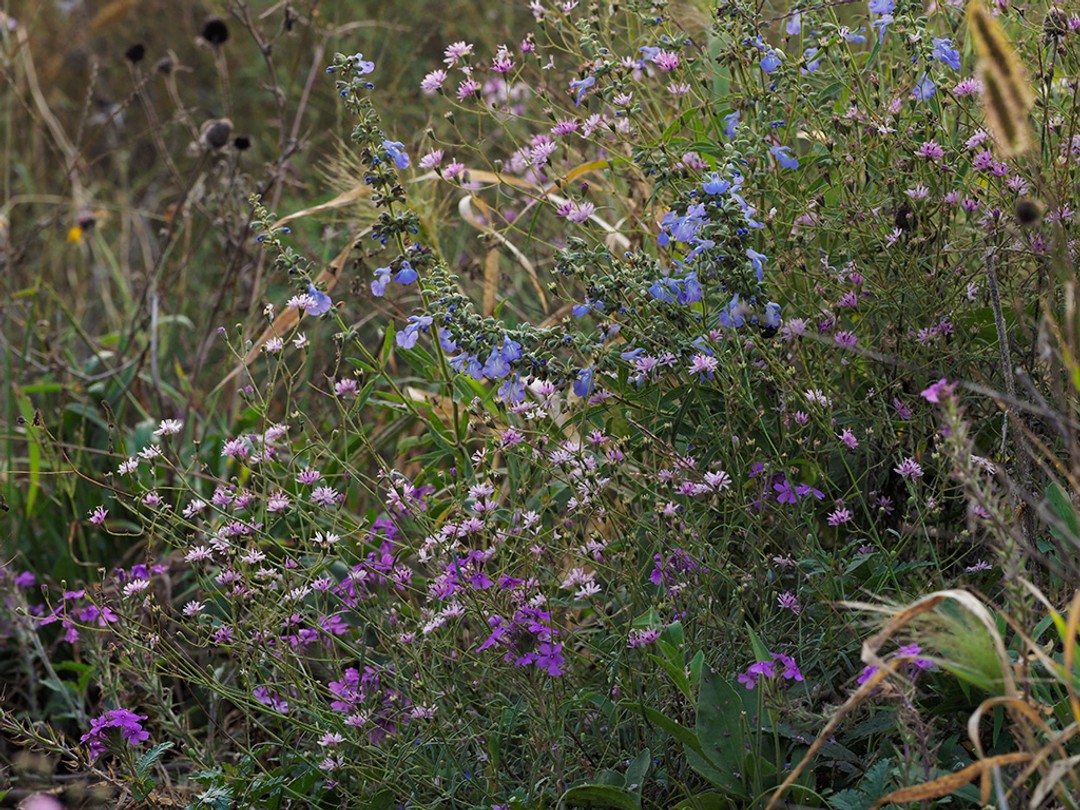 Palafoxia callosa, Glandularia canadensis, Salvia azurea