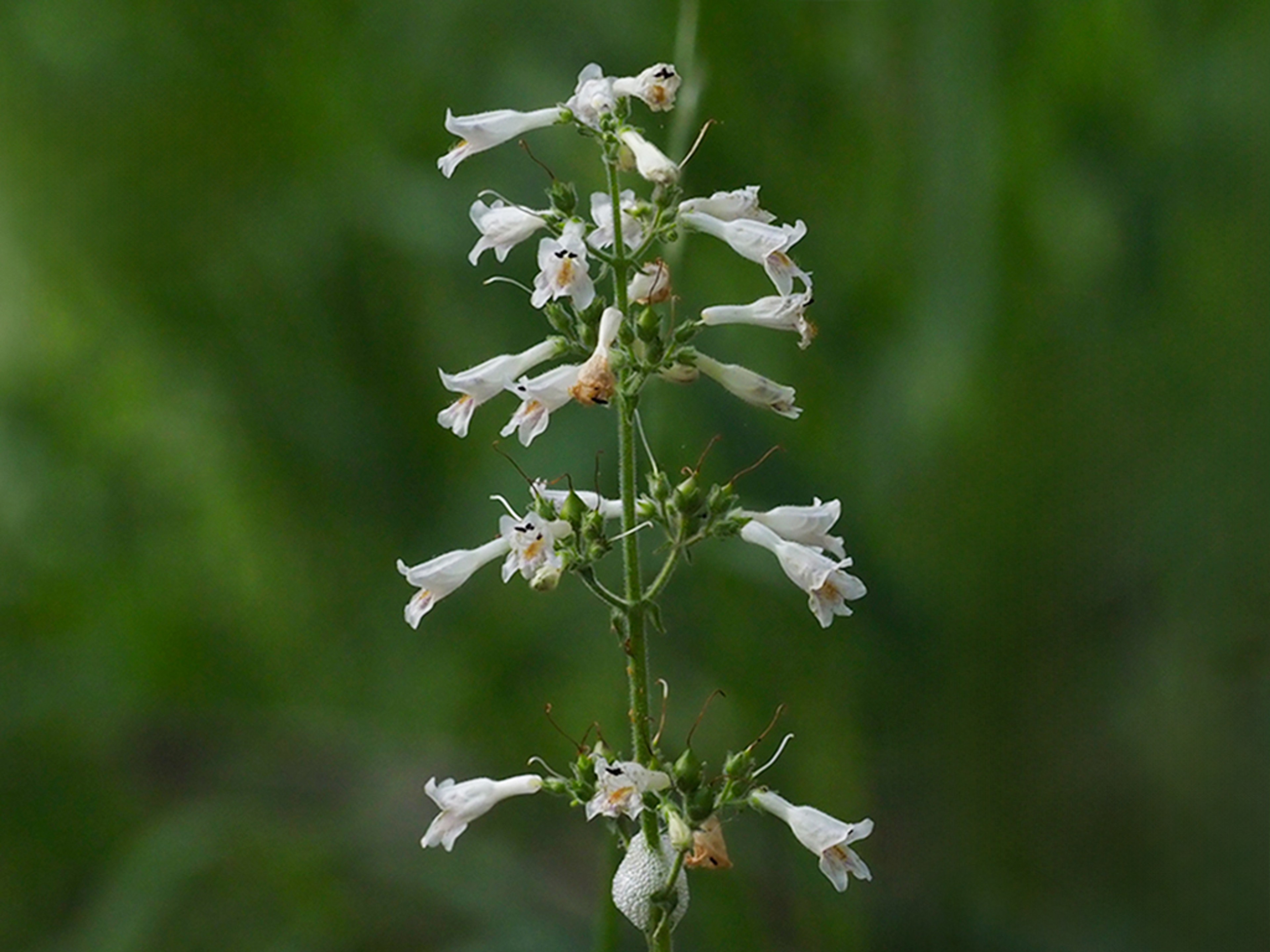 Penstemon pallidus