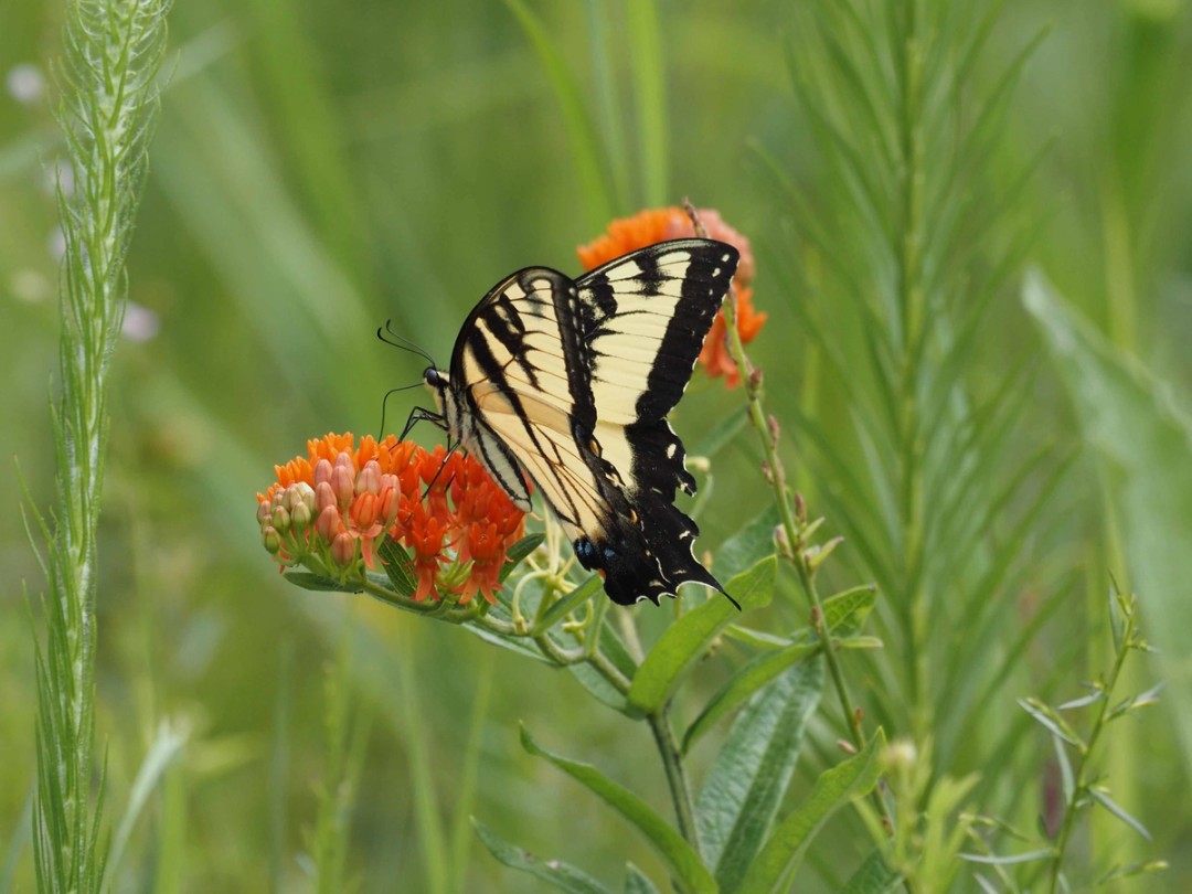 Eastern tiger swallowtail