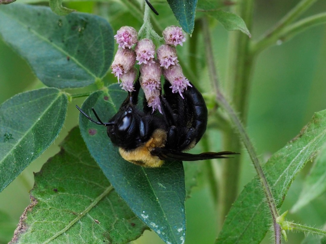 Xylocopa virginica