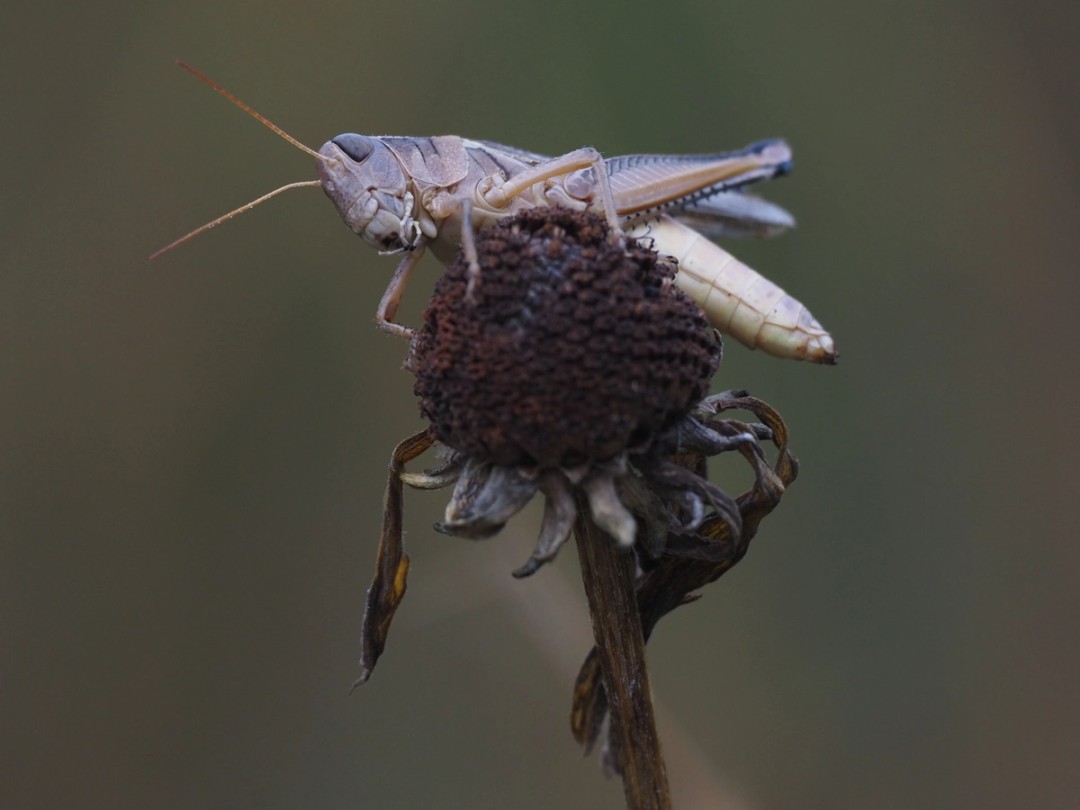 Grasshopper
