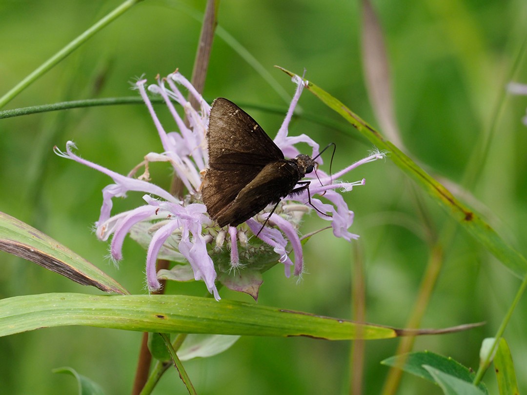 Unidentified Skipper
