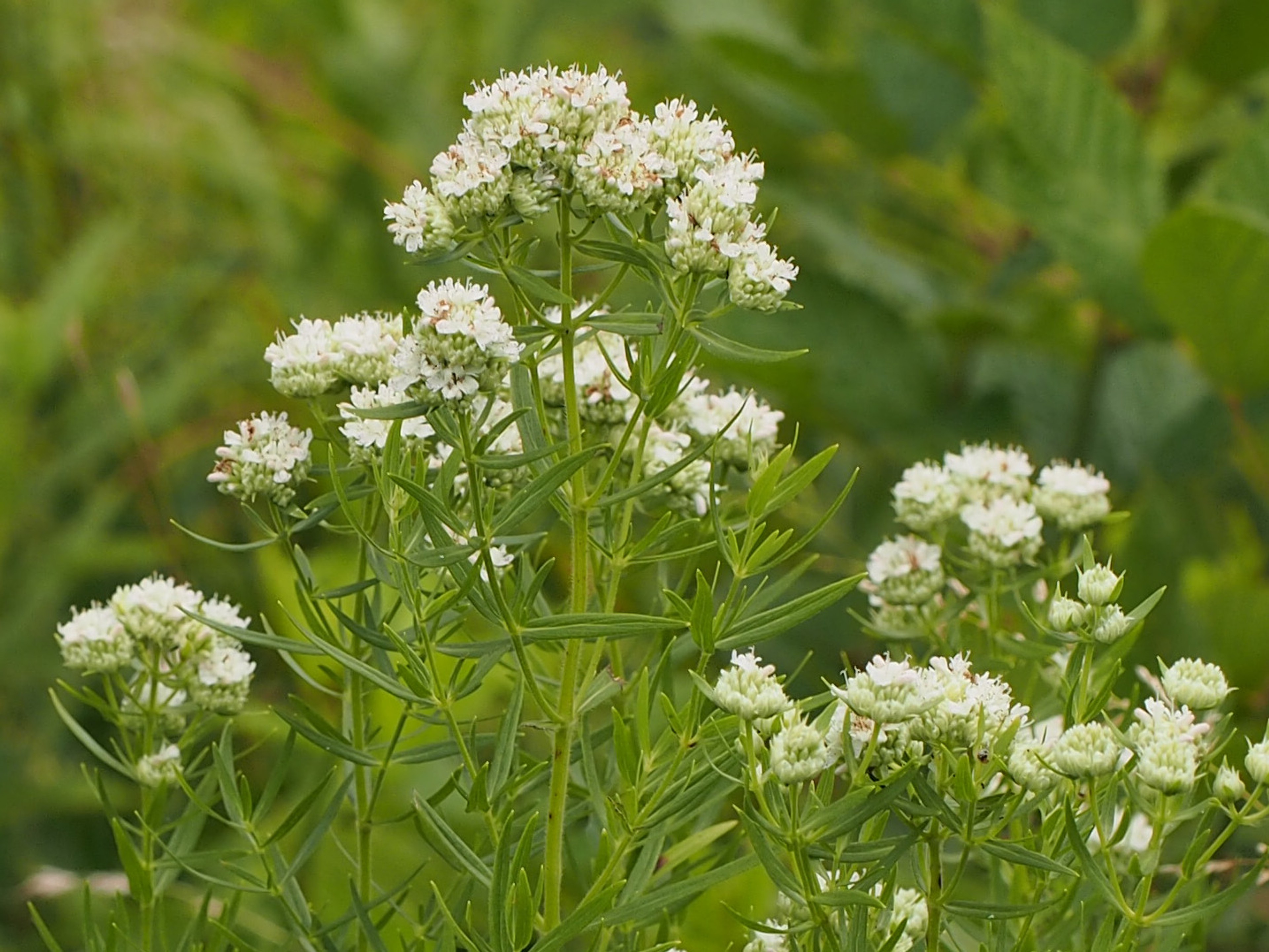 Pycnanthemum virginianum