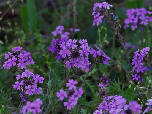 Flower clusters