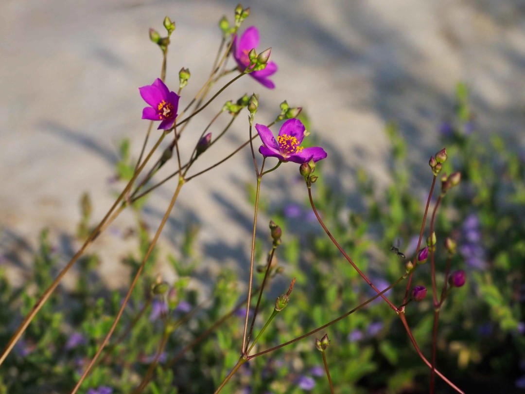 with Scutellaria parvula