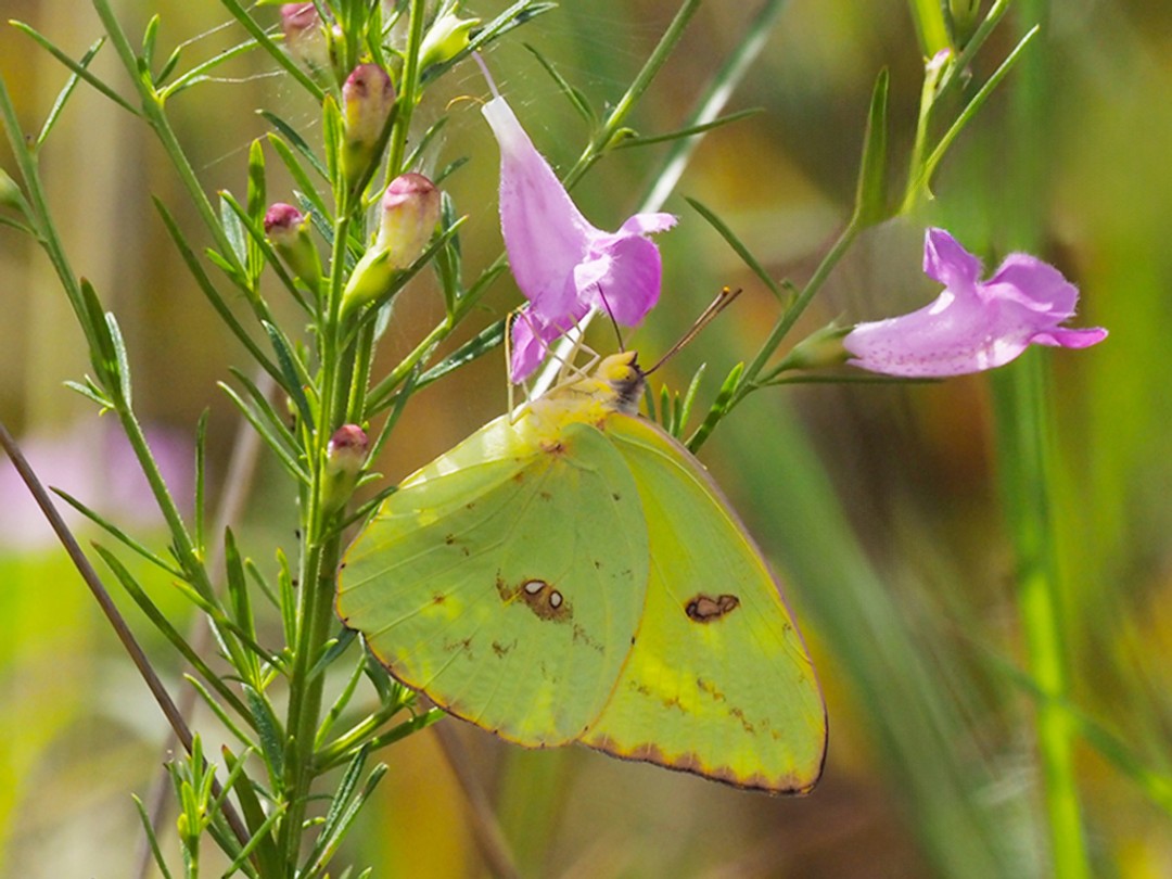 Cloudless Sulfur butterfly nectaring on Purple false foxglove