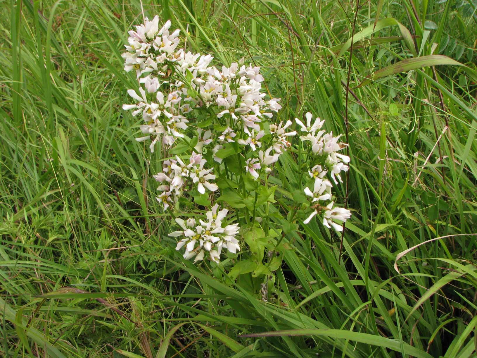 White flowers