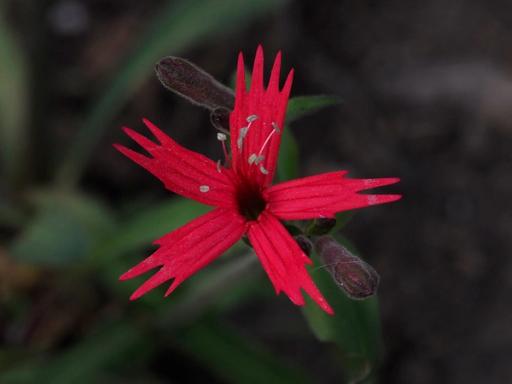 Stamens in male flower phase 