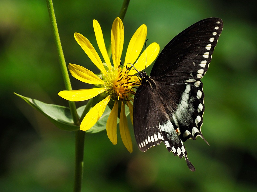 Spicebush Swallowtail