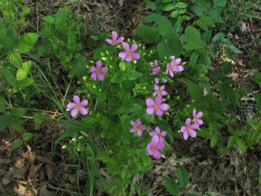 With Rubus sp.