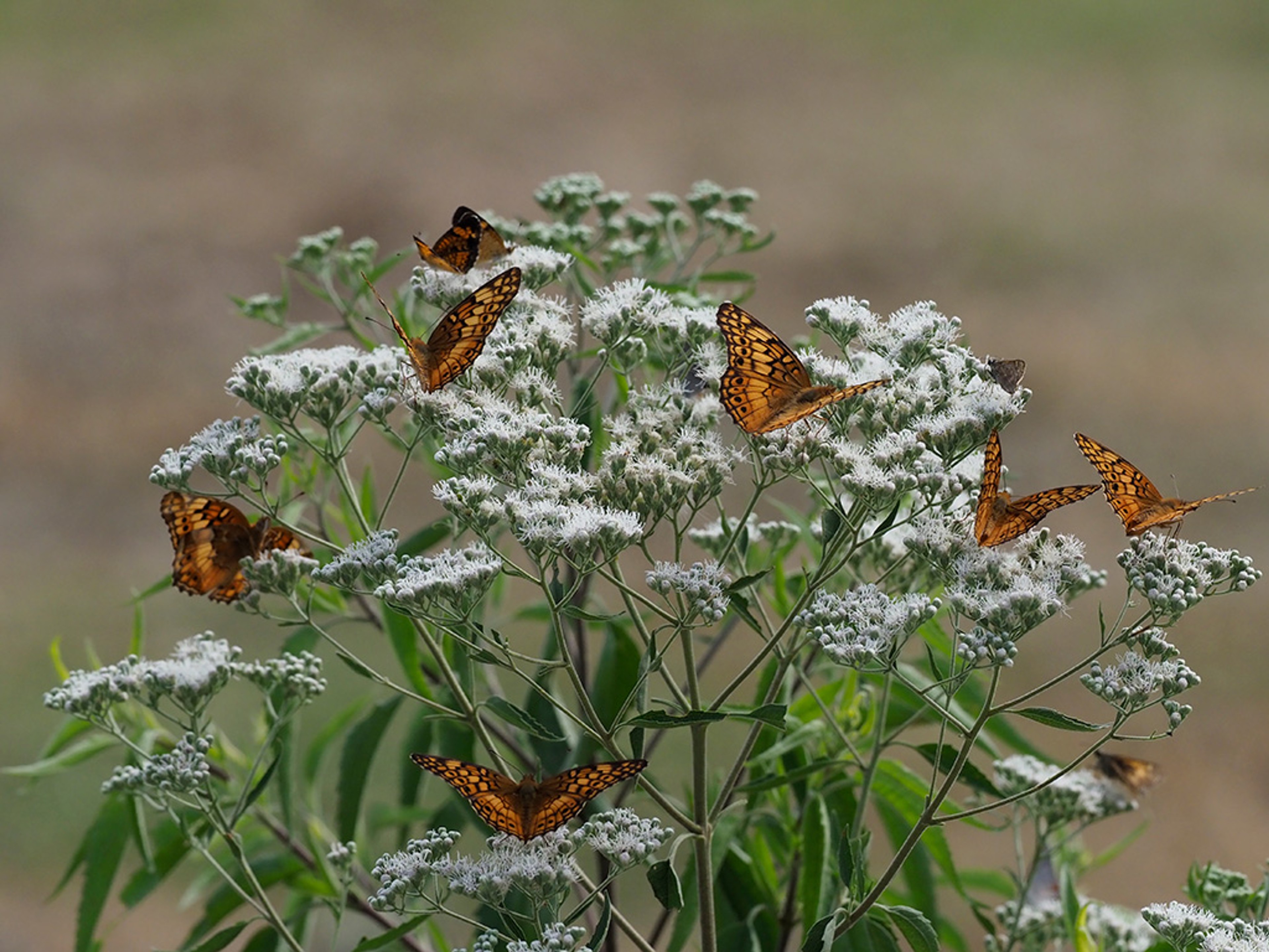 Eupatorium serotinum