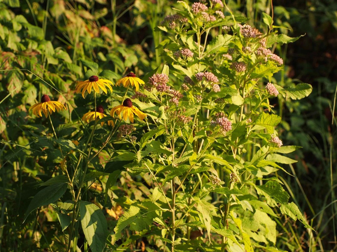 Rudbeckia subtomentosa