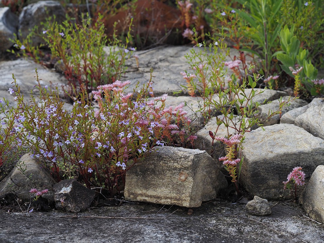 Sedum pulchellum