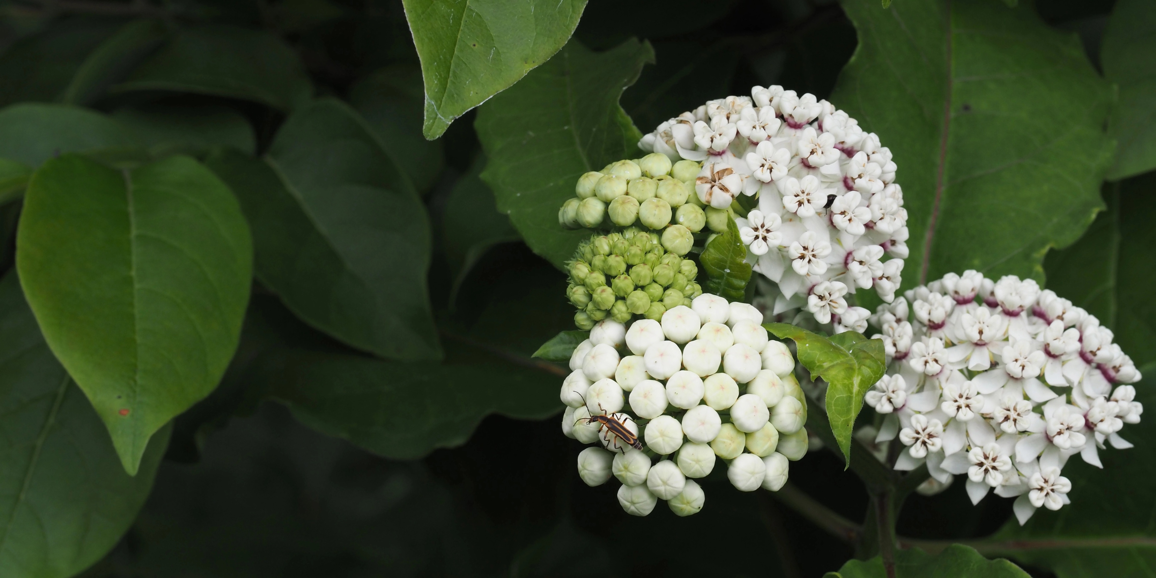 Native Wildflowers of Ozarkedge