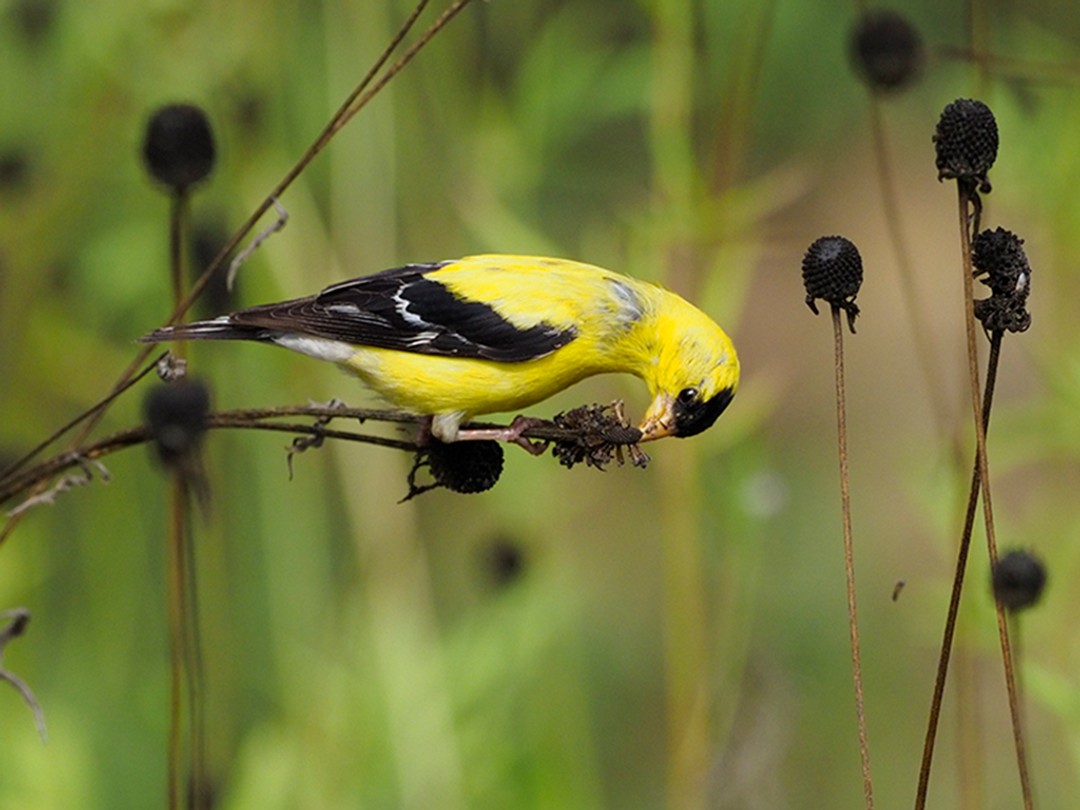 Goldfinch eating seeds of Ratibida pinnata