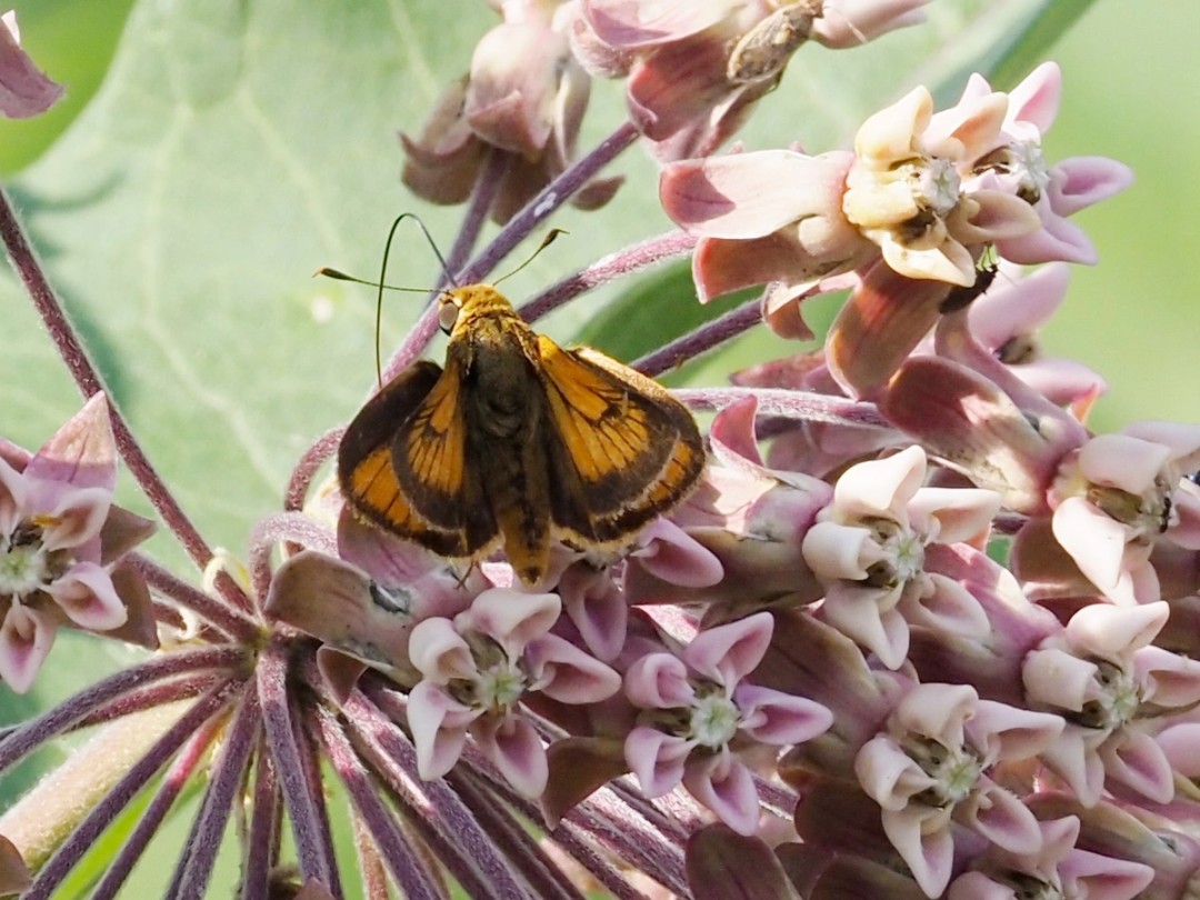 Delaware skipper