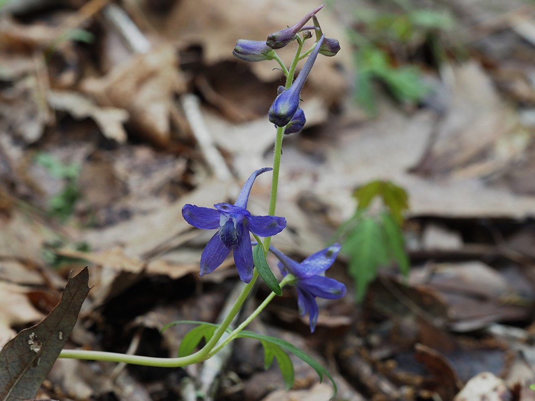 Partially recumbent stem