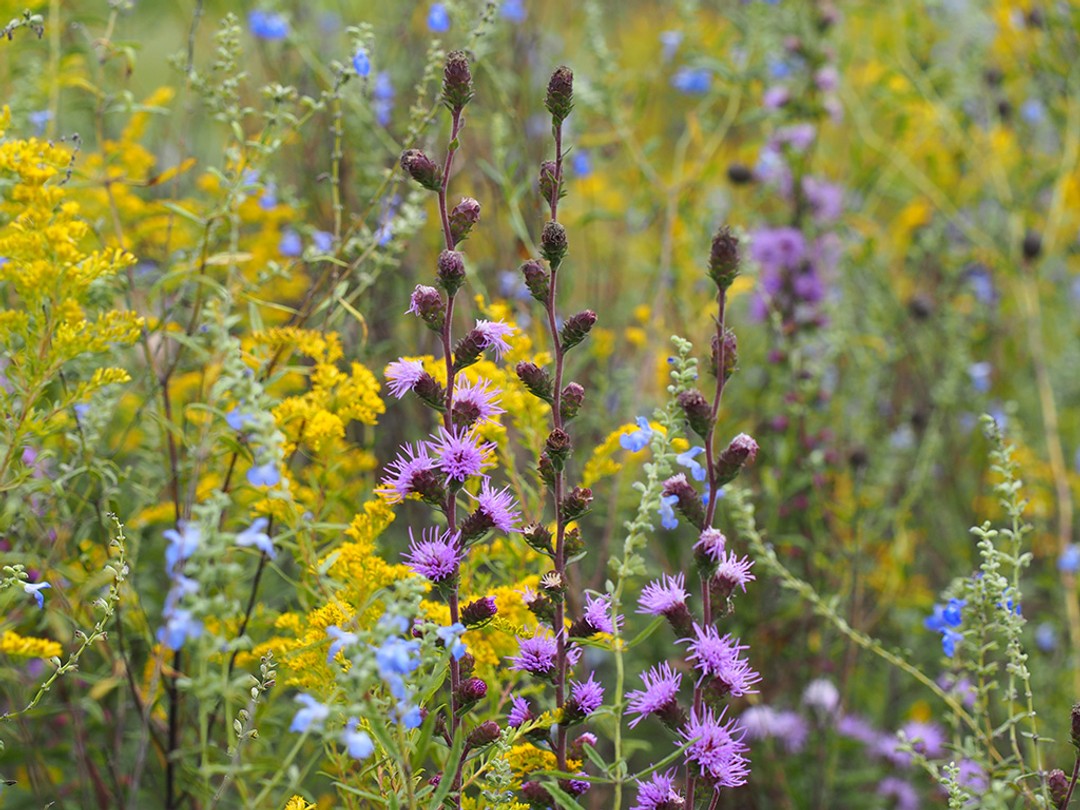 Liatris, Goldenrod, Salvia
