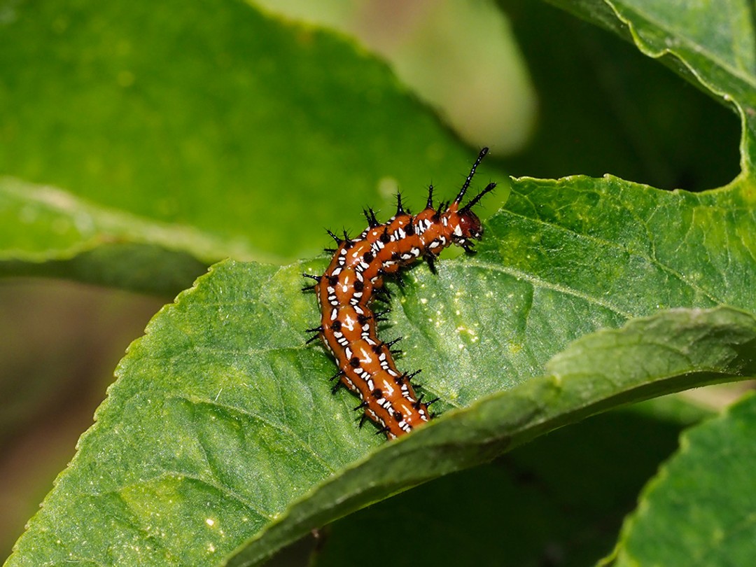 Variegated fritillary caterpillar