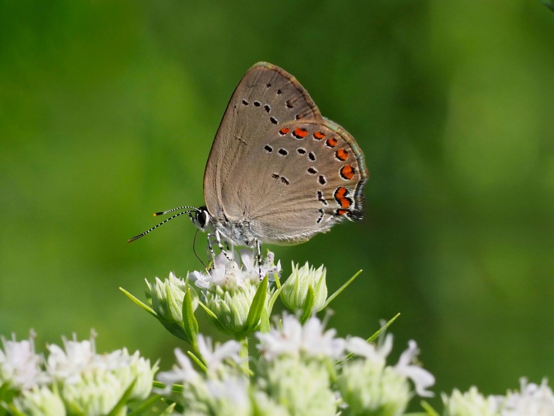 Coral hairstreak